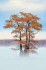 Morning mist and autumn colors on Caddo Lake, Texas. Art Print